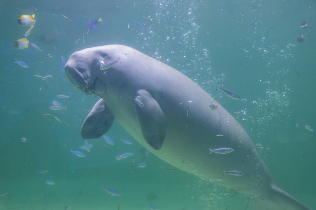 久米島でのジュゴン目撃！が意味すること