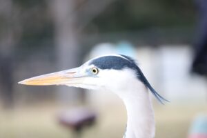 ファイナンスの基礎から理解する自然資本関連ファイナンス