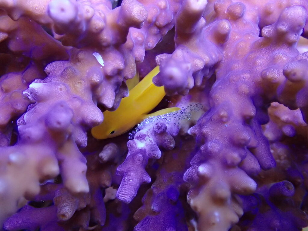 日本におけるサンゴ保全再生の現実と課題 