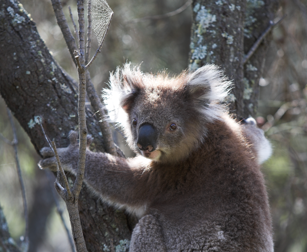 Nature bits 自然のひとかけら