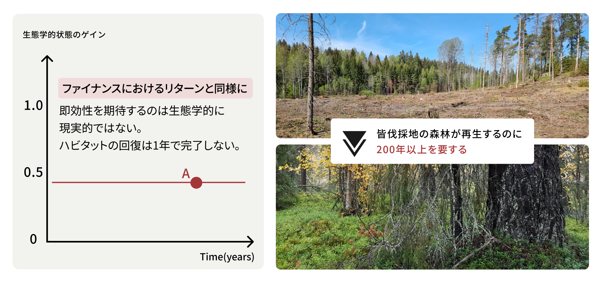 皆伐採地の森林が再生するのに200年以上を要する