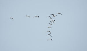 風力発電開発と生物多様性