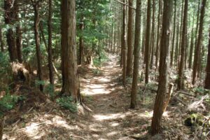 日本の人工林を考える視点