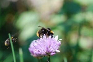 マルハナバチから眺めた生態系サービスと生物多様性
