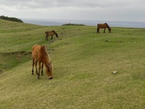 「午」の生物地理学：日本からグローバルまで