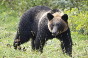 人間に対するクマの襲撃 – フィンランドと日本の比較から