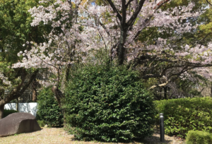 アーバンネイチャーポジティブ方法論：都市に在来種を植える意義