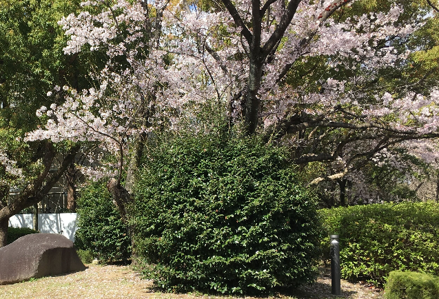 アーバンネイチャーポジティブ方法論：都市に在来種を植える意義